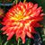 Sara Derby-Ocon's profile image