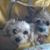 Diane Gula Silvis's profile image