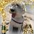 Sieglinde Schupp's profile image