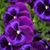 Nancy Brendmoen's profile image