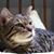 Adrienne Hutchinson's profile image
