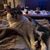 Jackie Lingo Cleland's profile image