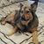 Renee Hayman's profile image