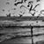 Rahaf Hasan's profile image