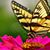 Dori Young's profile image
