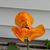 Rose Marolf's profile image