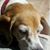 Linda Verrando's profile image