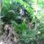 Nazmul Kibria's profile image