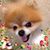 Lisa Butler's profile image