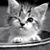 Thomas Cichon's profile image