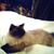 Laura Mastrangelo Bellavance's profile image