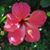 Bonnie Buckwald's profile image