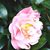 Anita Thompson Monroe's profile image