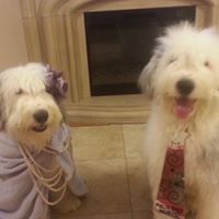 Gloria Rangel's profile image