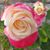 Tanya Shari Johnson's profile image