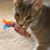 Denise Vershay's profile image