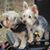 Pam Wright Lueke's profile image