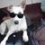 Lincoln Garrett Log's profile image