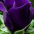 Donna Wheeler-Burr's profile image
