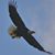 Bo Ray's profile image