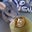 Kimberley Linkletter's profile image