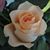 Nancy Lyons Martin's profile image