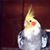 Fred Nem's profile image