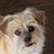 Cheryl Dianetti's profile image