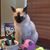 Lydia Puente Harris's profile image
