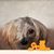 Dona Tracy's profile image