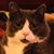 Tanya Miller Rutherford's profile image