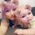 Madalaine Syler's profile image