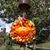 Nicole Reitzloff Norris's profile image