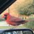 Teresa Harries Baird's profile image