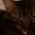 Sherry Baucom's profile image
