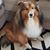 Ronda Toney-Lazar's profile image