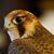 Jorge Moyado Espinal's profile image
