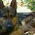 Joan Girdler's profile image