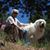 Joan Bollinger Lambert's profile image