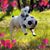 Denise Cossuto's profile image