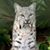 Shae Lyn Binfet's profile image