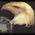 Robert Speight's profile image