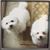Buffy Stachel's profile image