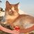 Lori Grandanette's profile image