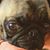 Peggy Ahlgren Mesecher's profile image
