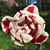 Laila Deneuve's profile image