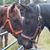 Jennifer Pippa Piascik's profile image