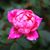 Lillian Sivers's profile image