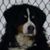 Rmf Fitzgerald's profile image