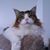 Jackie Lyons's profile image